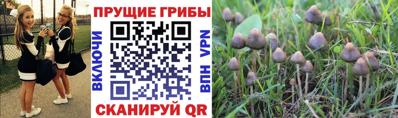 где купить   Саки  Галлюциногенные грибы прущие грибы 